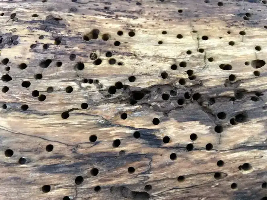 Weathered wood surface riddled with small round beetle exit holes