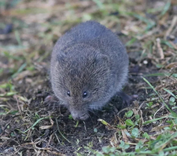Prairie vole with characteristic grizzled brown fur and compact body