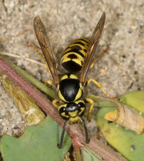 Top-down view of a prairie yellowjacket showing distinctive black and yellow banding pattern on a green leaf