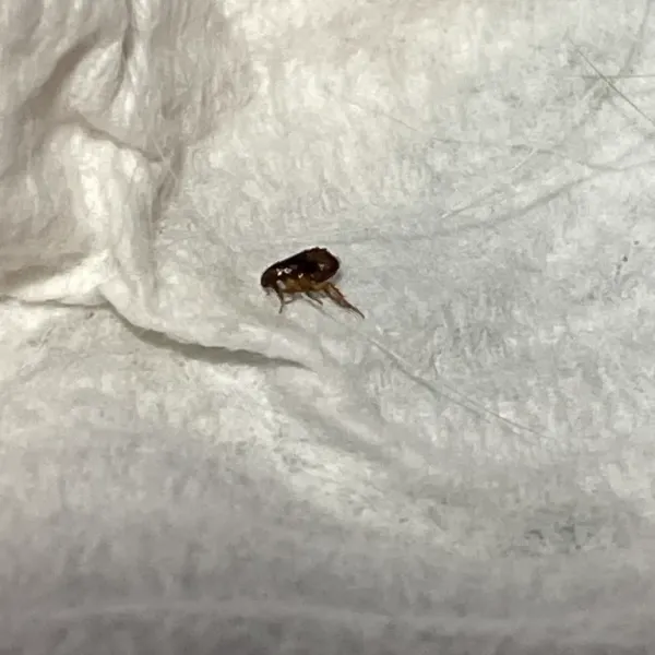 Close-up of a prairie dog flea showing its dark brown body and characteristic flea shape