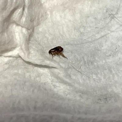 Close-up of a prairie dog flea showing its dark brown body and characteristic flea shape