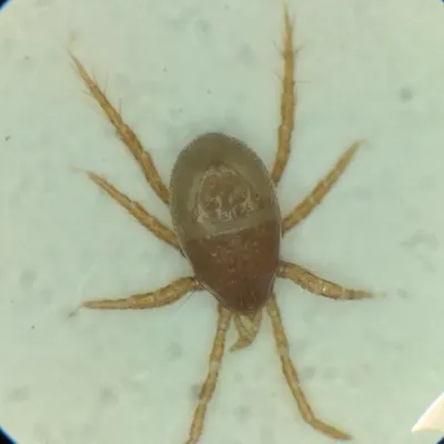 Microscope view of a predatory mite showing its pear-shaped body and eight legs in top-down view
