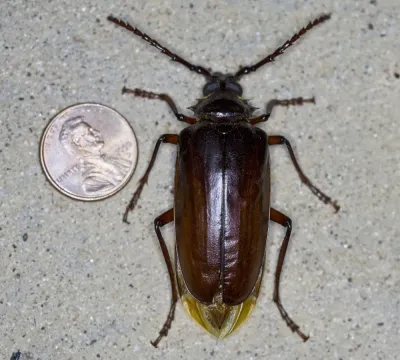 Prionus Root Borers