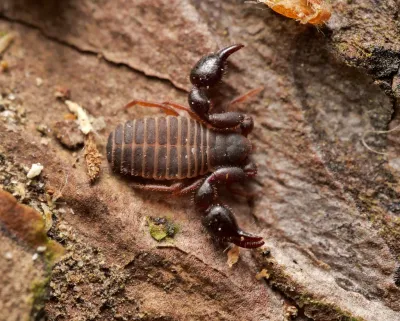 Close-up of a pseudoscorpion showing its distinctive pincers and compact body on tree bark