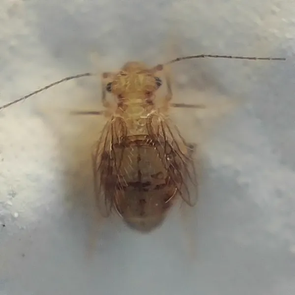 Close-up of a psocid showing its characteristic wide head and soft body