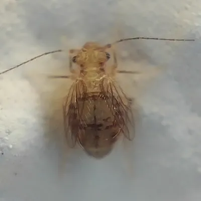 Close-up of a psocid showing its characteristic wide head and soft body