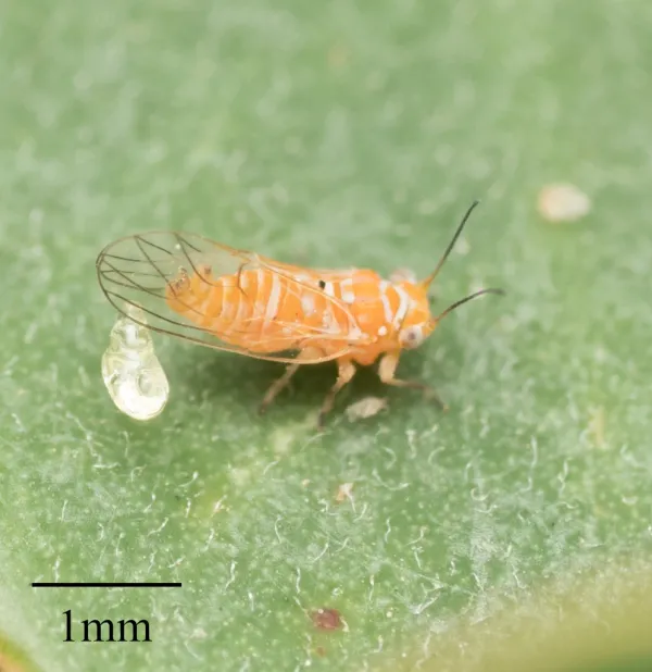Adult psyllid on a green leaf showing characteristic body shape and wing structure