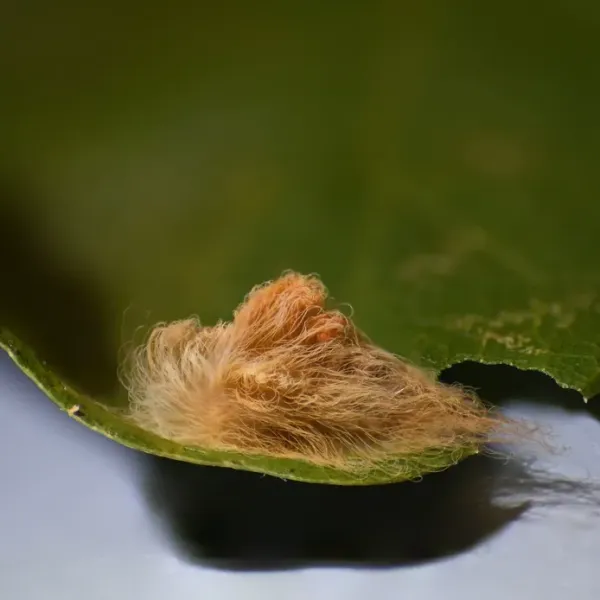 Close-up of a puss caterpillar showing its dense, fur-like covering of hair and hidden venomous spines