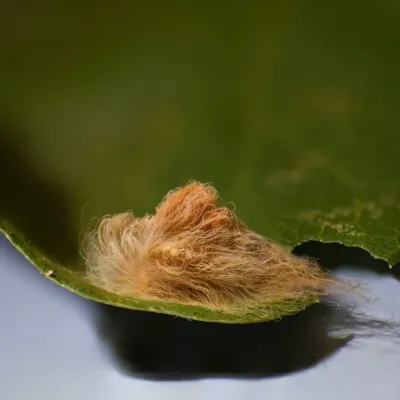Close-up of a puss caterpillar showing its dense, fur-like covering of hair and hidden venomous spines