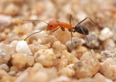 Pyramid Ants