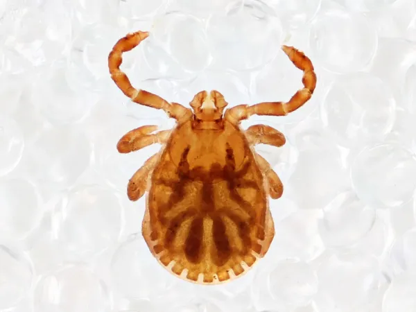 Top-down view of a rabbit tick showing its tan body and eight legs