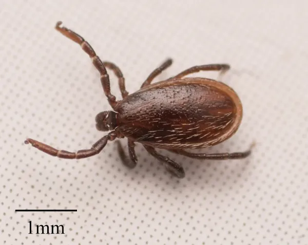 Dorsal view of a raccoon tick showing its reddish-brown body with dark scutum and eight legs