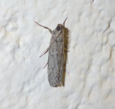 Raisin moth adult showing gray-brown coloring and distinctive wing pattern resting on a white textured surface