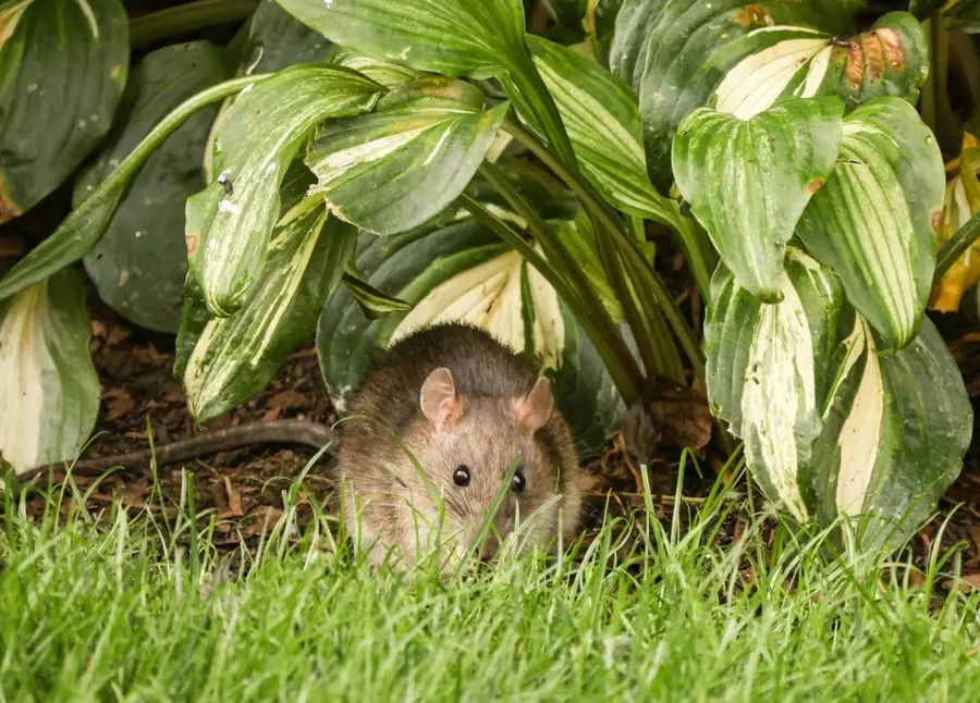 Rat in bushes near a home showing its larger body and thick tail