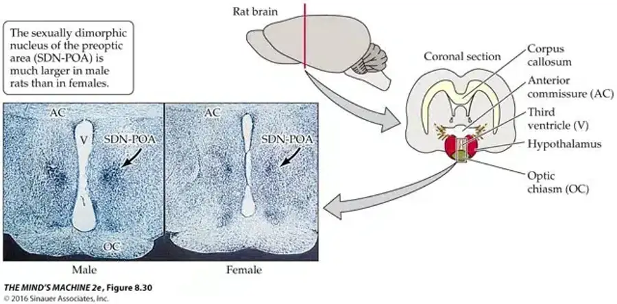Illustration of rat brain anatomy