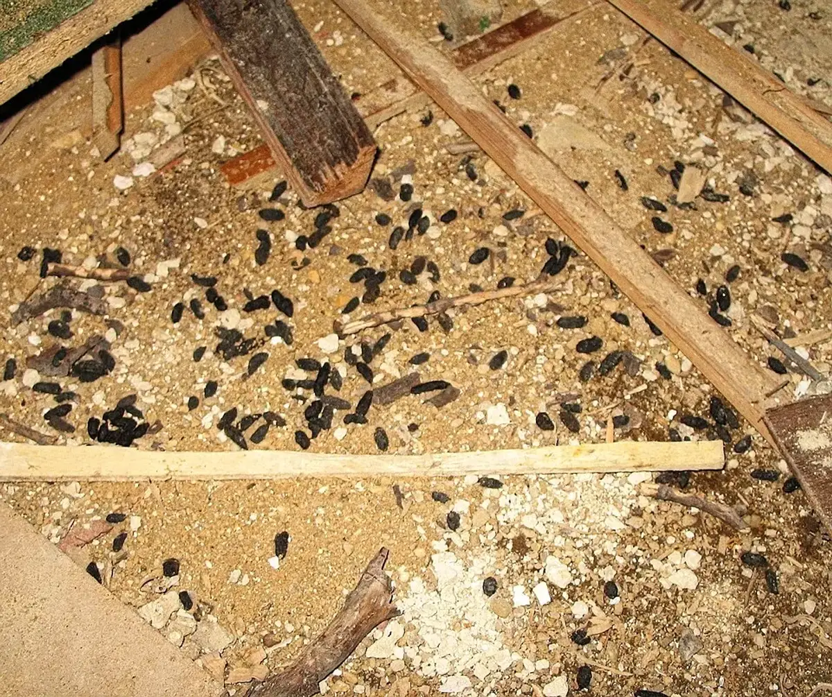 Dozens of dark rat droppings scattered across dusty boards and debris in a residential basement
