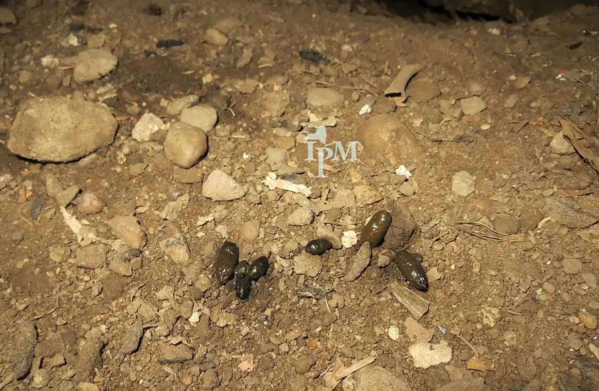 A small cluster of shiny black fresh Norway rat droppings on a dirt crawl space floor