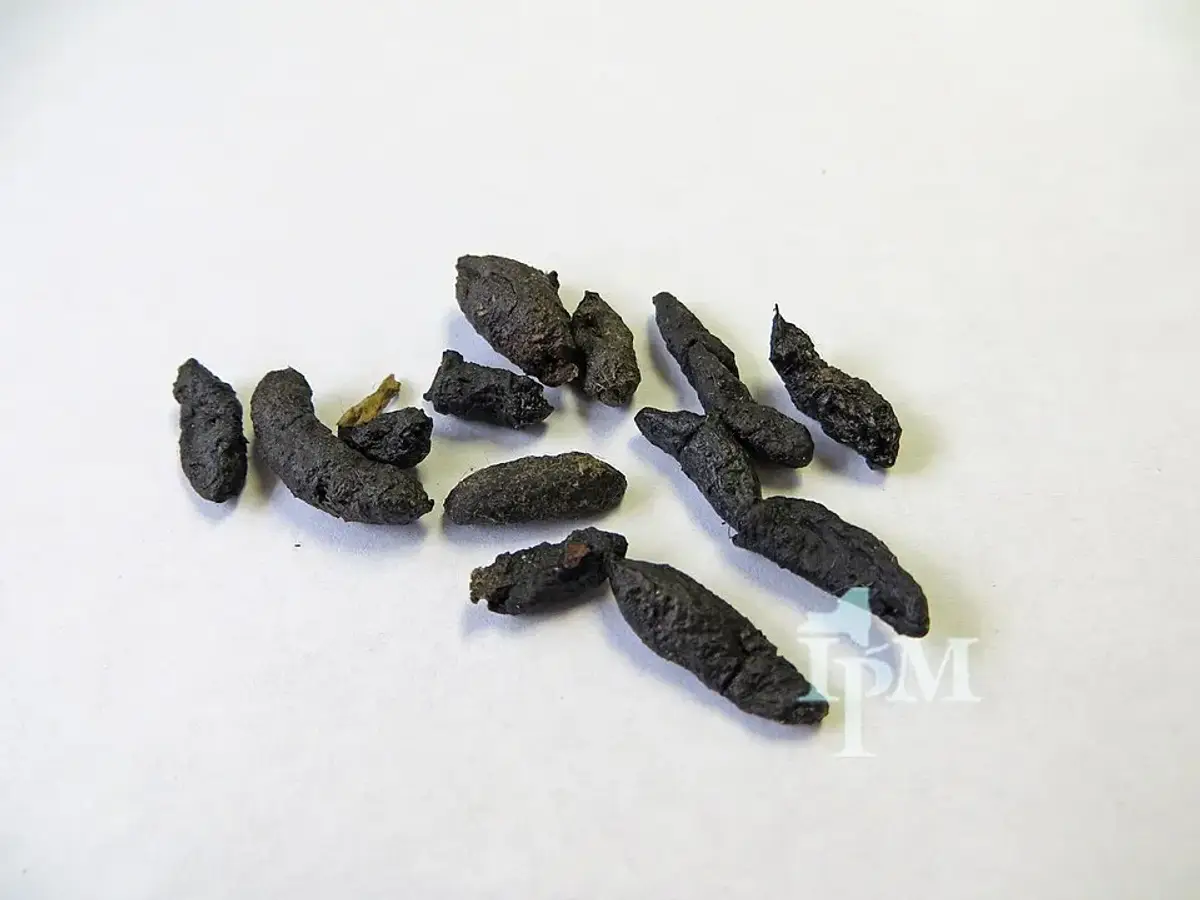 Close-up of a dozen dark brown Norway rat droppings on a white surface, each capsule shaped with blunt ends and bits of hair visible