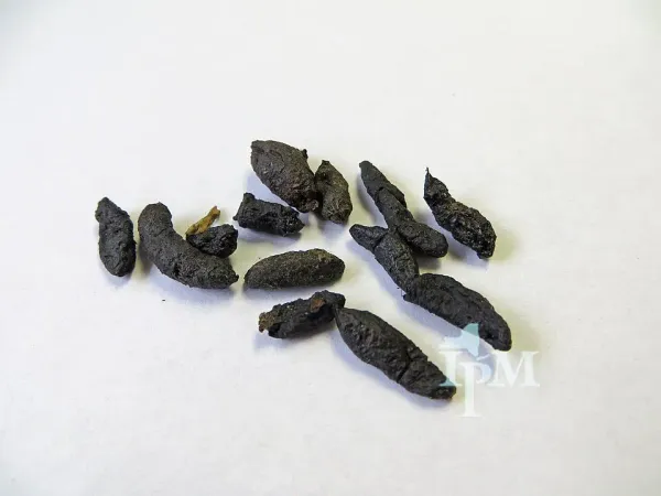 What Does Rat Poop Look Like? How to Identify Rat Droppings
