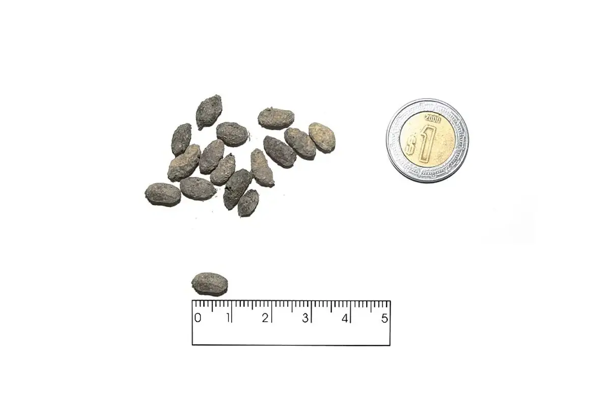 Dried gray Norway rat droppings next to a coin and a centimeter ruler showing each pellet is roughly 1.5 centimeters long