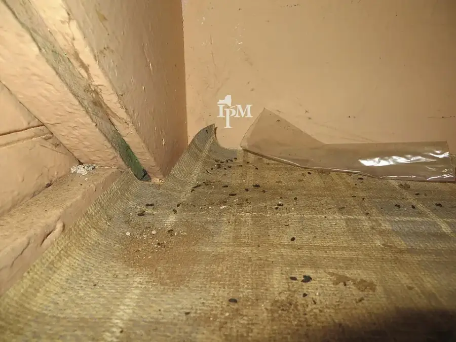 Small house mouse droppings scattered along the base of a wall on a dusty floor