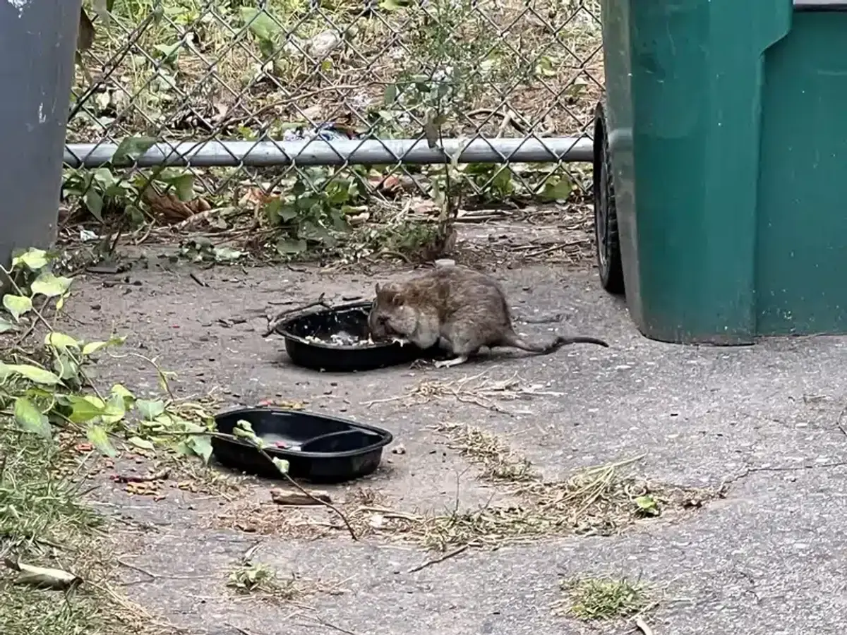 Rat foraging near outdoor trash bins