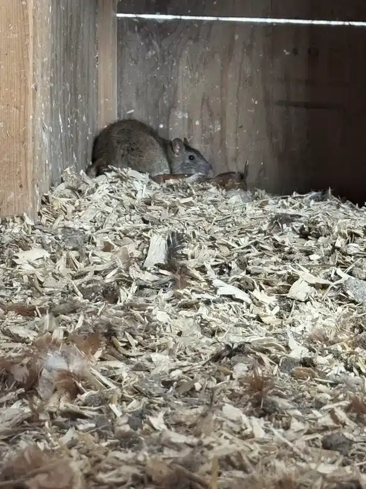 Rat hiding in attic-like wooden structure with wood shavings
