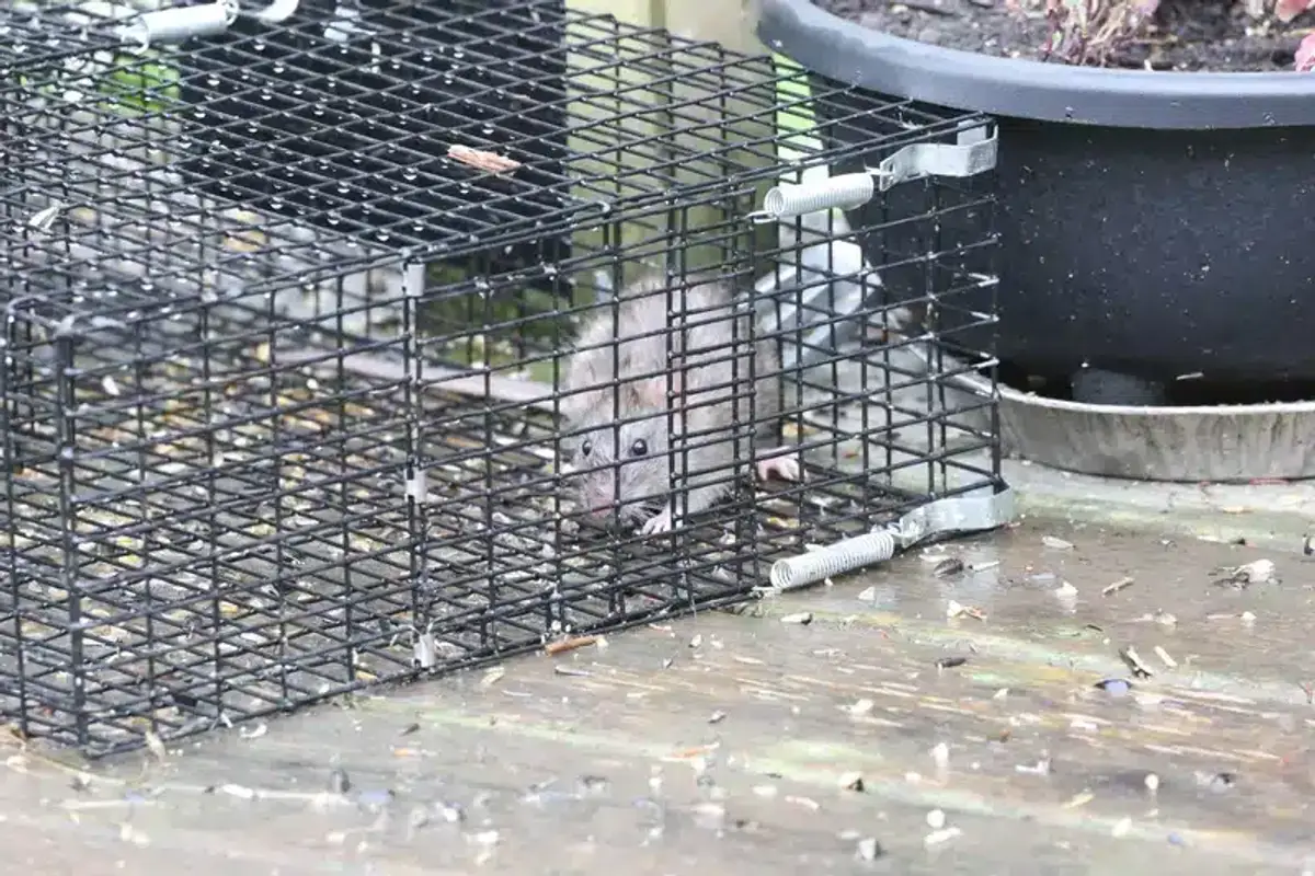 Rat in humane wire trap