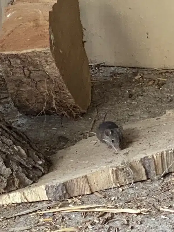 Best Rat Repellent Methods: Natural & Commercial Options