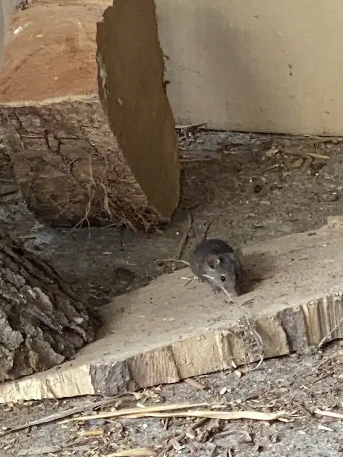 Rat in indoor environment near wood pile