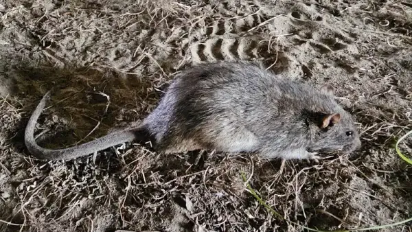 Does Baking Soda Kill Rats? The Science Explained