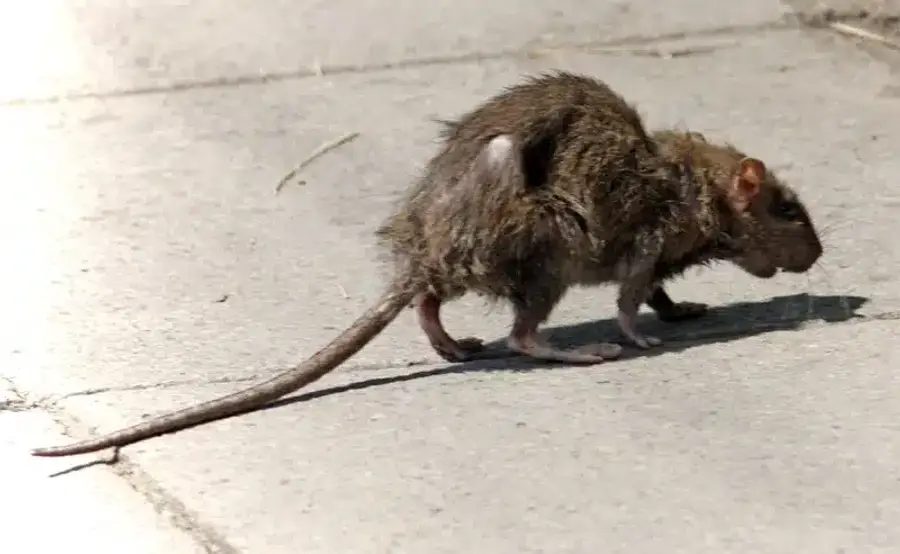 A rat walking on the sidewalk