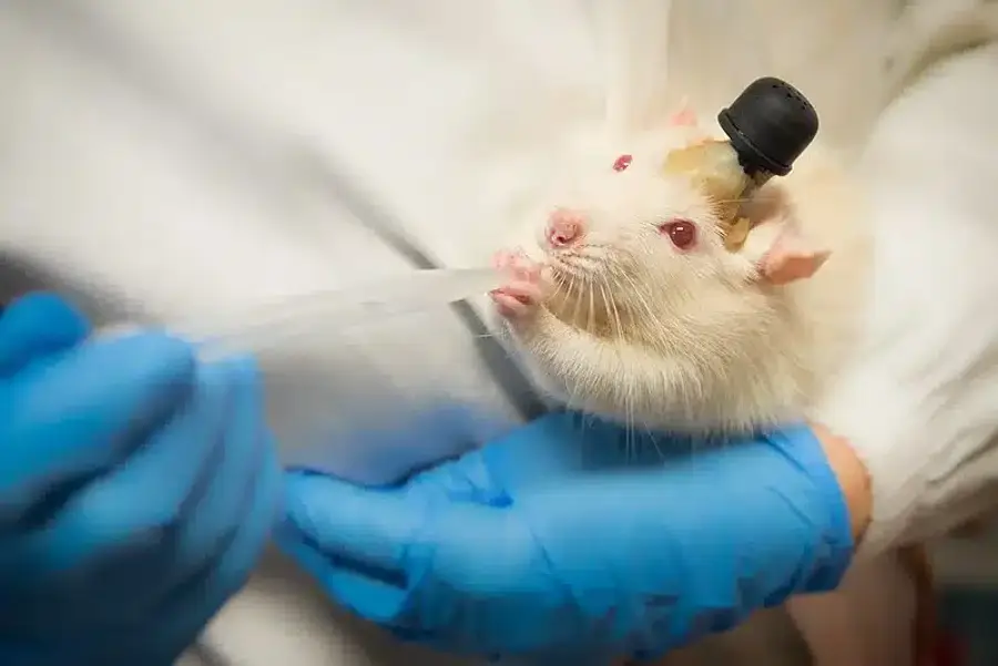 White rat receiving treatment with syringe