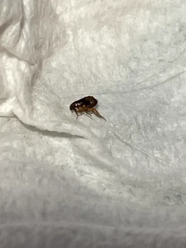 Close-up of a rat flea showing its flattened brown body on a light surface