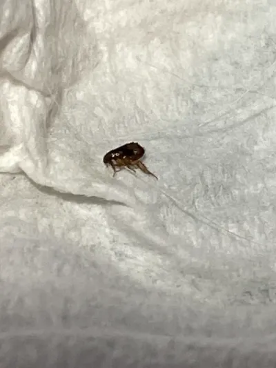 Close-up of an Oriental Rat Flea showing its laterally flattened brown body and smooth head without combs