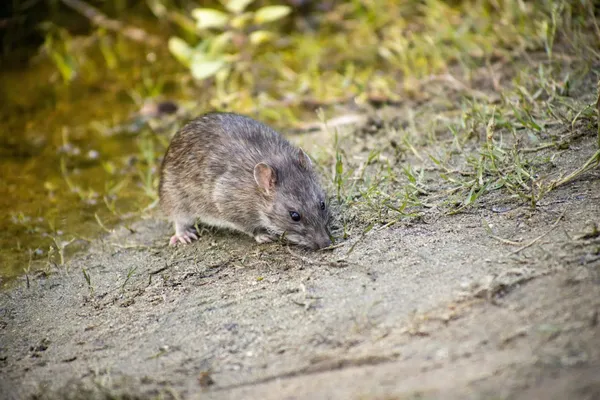 Norway rat showing its characteristic brown fur and blunt snout