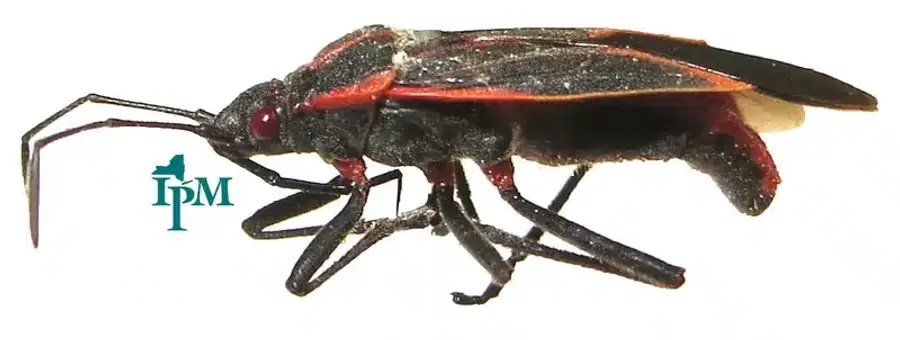 Red and black insect on white background