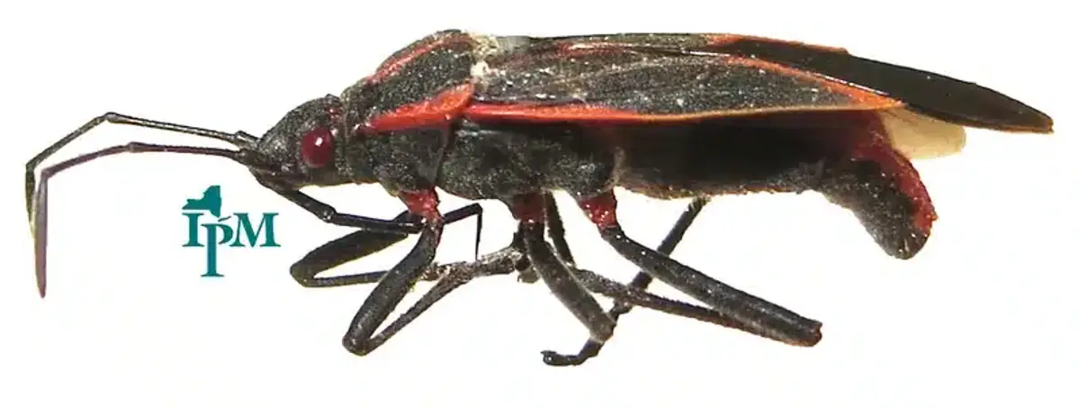 Close-up of a boxelder bug