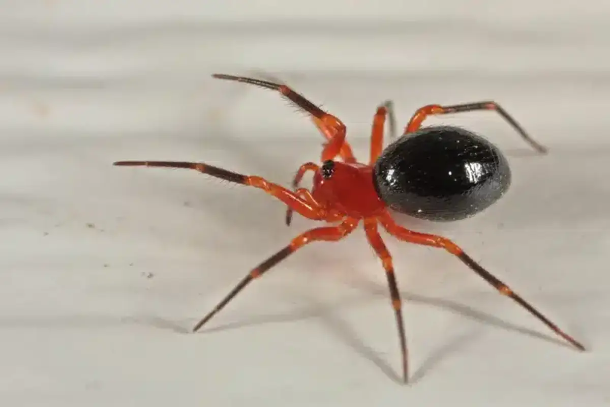 Close-up of a red and black spider