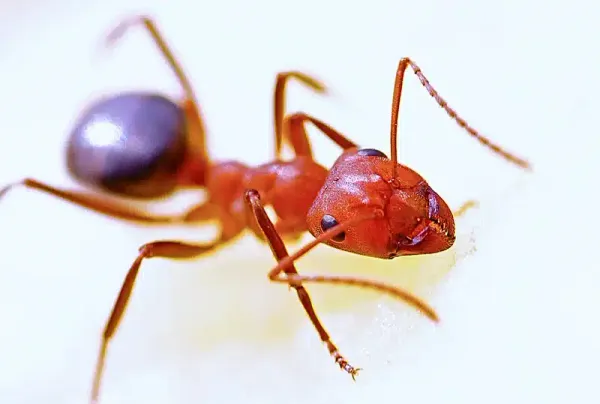 Small Red Ants: How to Identify and Eliminate Them Fast