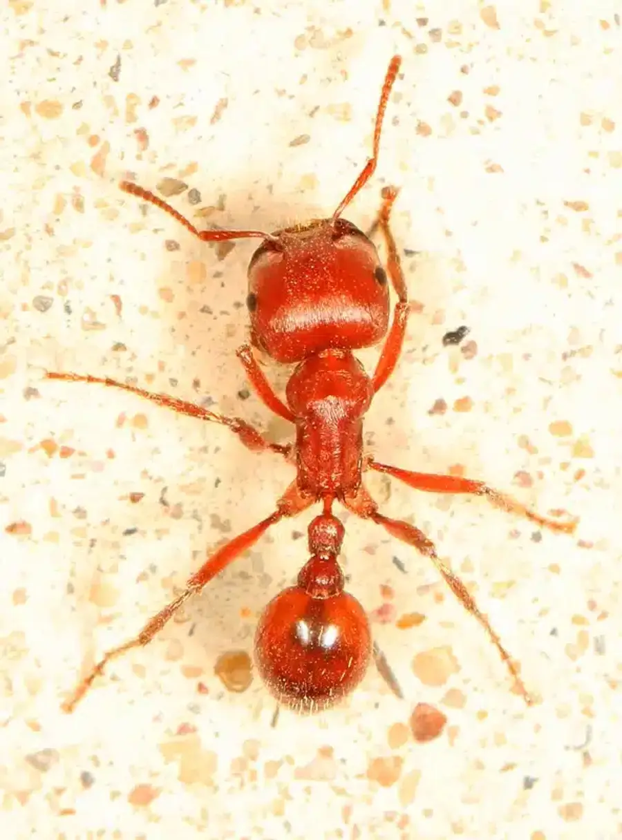 Close-up of a red ant