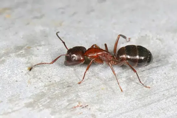Carpenter Ant Queen: Complete Guide to Identification & Control
