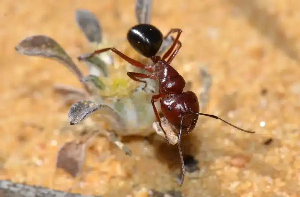 Close-up of a red ant on a plant