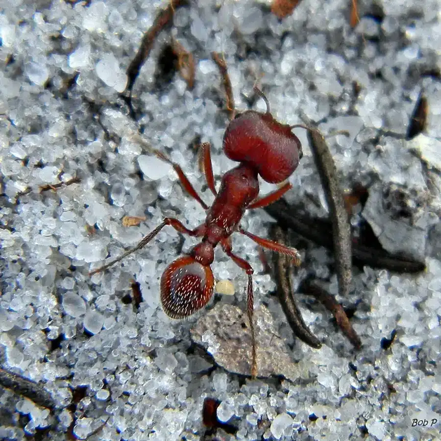 Red ant on sandy surface