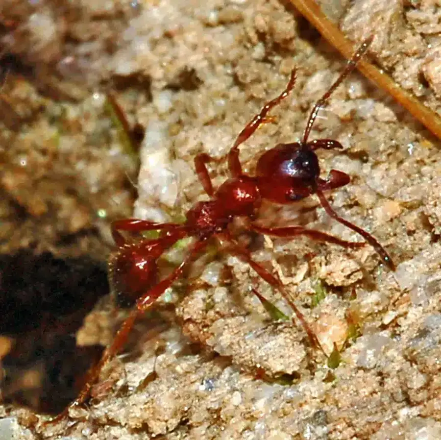 Red ant on the ground