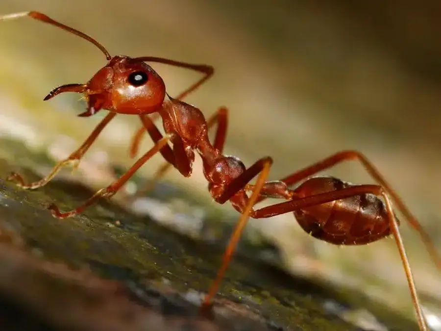 Close-up of a red ant