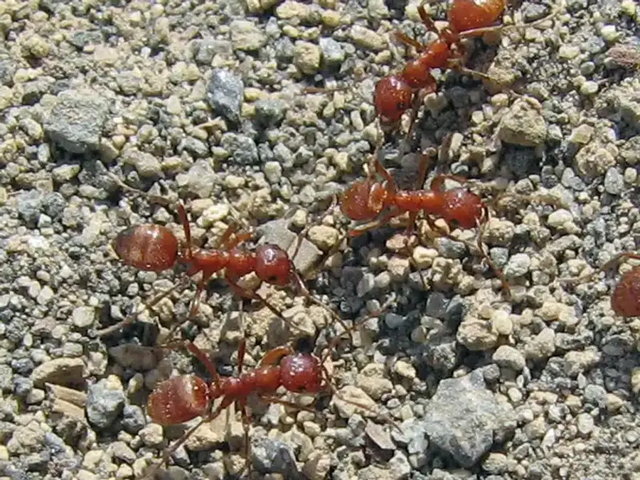 Red ants crawling on dirt