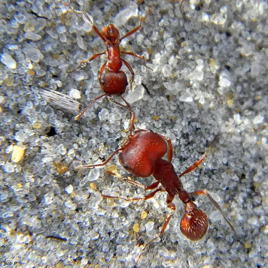 Two red worker ants on sandy ground showing typical body shape