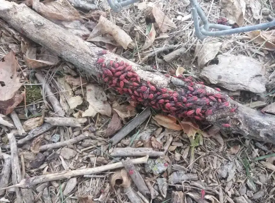 Cluster of red aphids on a branch