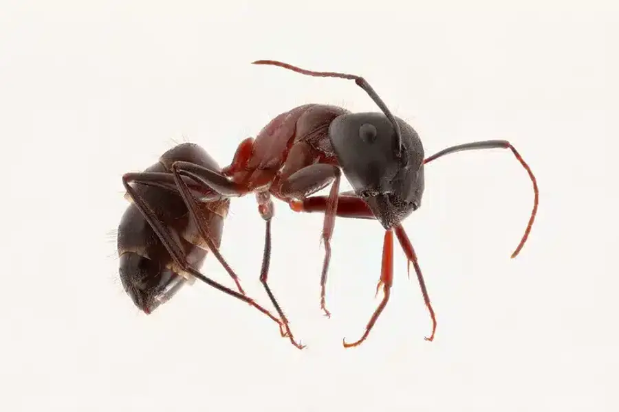 Close-up of a red ant